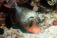 Raja Ampat 2016 - Pseudobalistes flavimarginatus - Yellowmargin triggerfish - Baliste geant ou ponctue - IMG_4466_rc